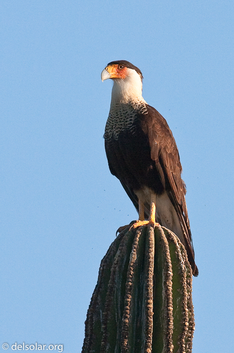 Canon EOS 40D  --  500 mm  --  EF500mm f/4L IS USM  