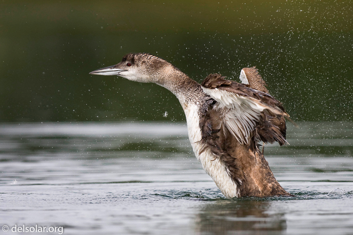 Canon EOS 40D  --  300 mm  --  EF300mm f/2.8L IS USM  