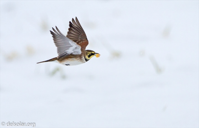 Canon EOS 7D  --  500 mm  --  EF500mm f/4L IS USM  