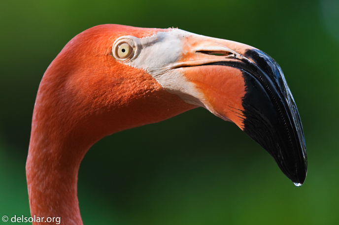 Canon EOS 40D  --  300 mm  --  EF300mm f/2.8L IS USM  