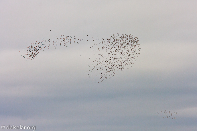 Canon EOS 40D  --  228 mm  --  EF70-200mm f/4L USM +1.4x  