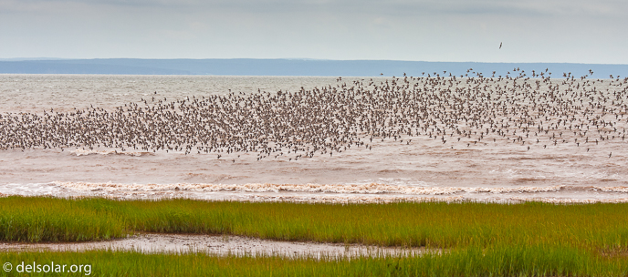 Canon EOS 40D  --  98 mm  --  EF70-200mm f/4L USM +1.4x  