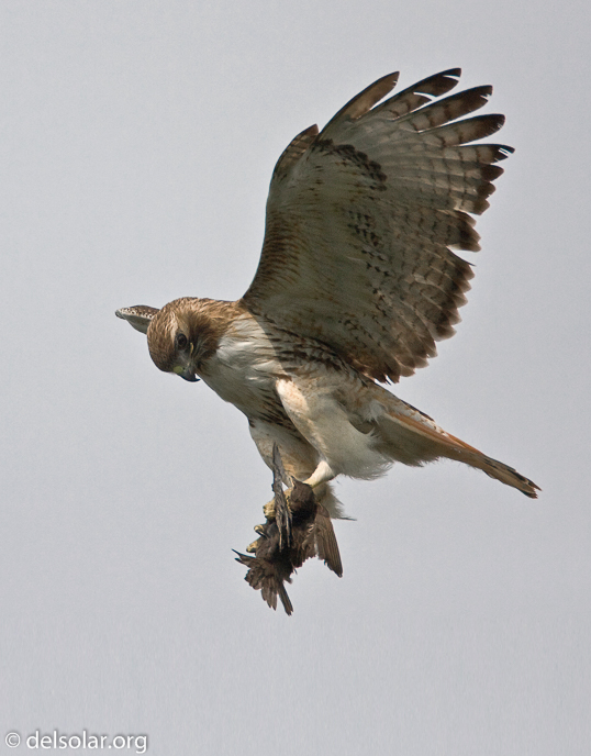 Canon EOS 40D  --  700 mm  --  EF500mm f/4L IS USM +1.4x  