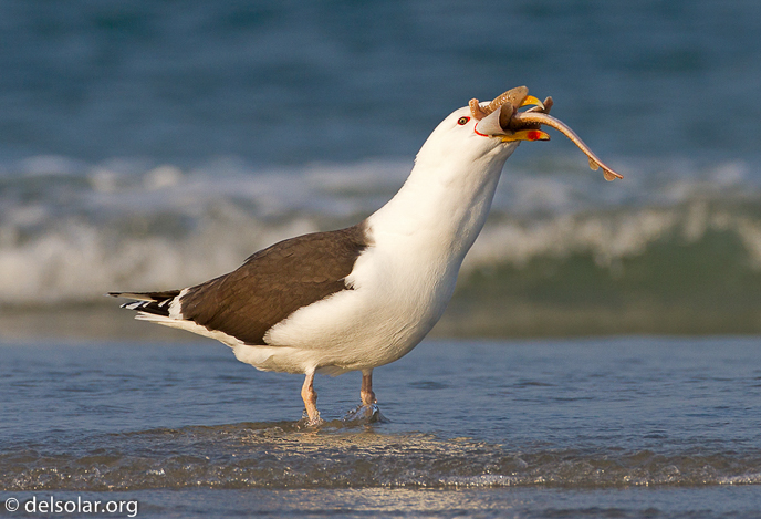 Canon EOS 7D  --  500 mm  --  EF500mm f/4L IS USM  