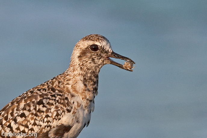 Canon EOS 40D  --  500 mm  --  EF500mm f/4L IS USM  