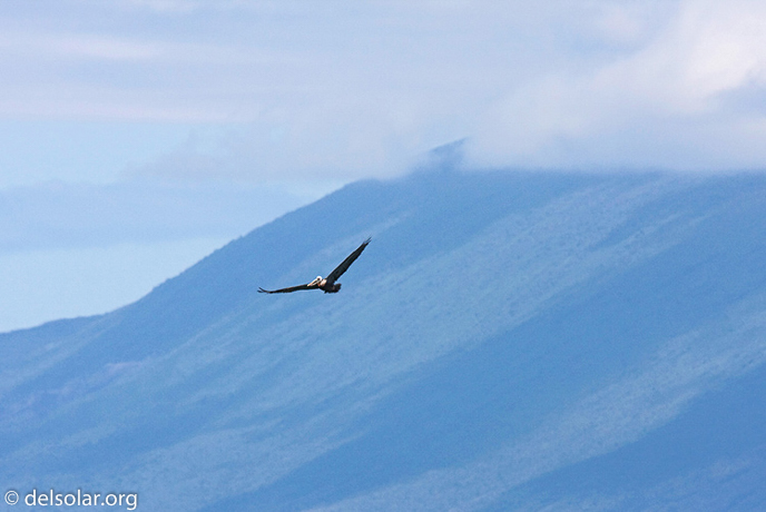 Canon EOS 40D  --  420 mm  --  EF300mm f/2.8L IS USM +1.4x  