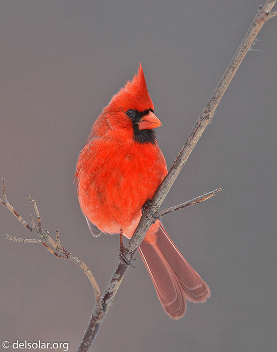 Canon EOS 20D  --  700 mm  --    