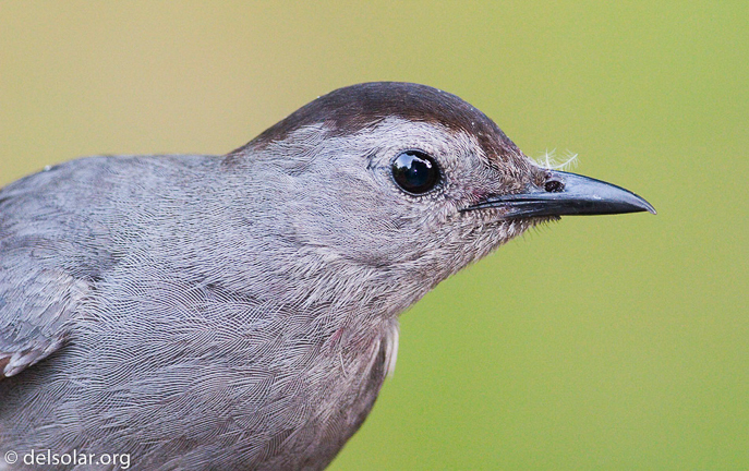 Canon EOS 20D  --  400 mm  --  400.0 mm  