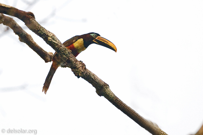 Canon EOS 40D  --  500 mm  --  EF500mm f/4L IS USM  