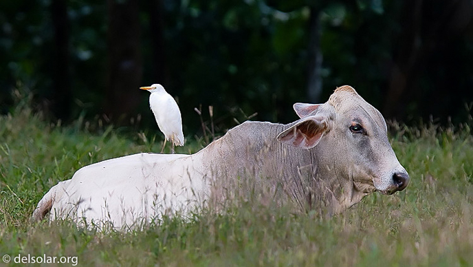 Canon EOS 40D  --  420 mm  --  EF300mm f/2.8L IS USM +1.4x  