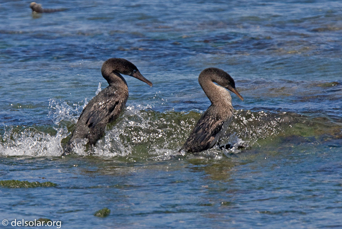 Canon EOS 40D  --  420 mm  --  EF300mm f/2.8L IS USM +1.4x  