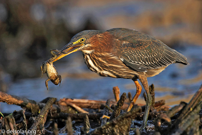 Canon EOS 20D  --  700 mm  --    