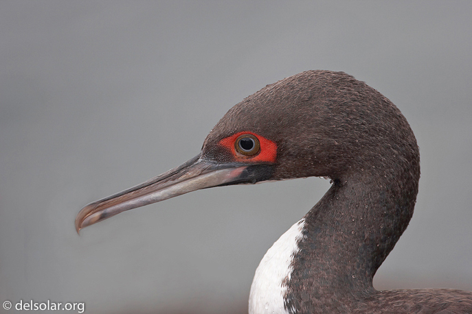 Canon EOS 20D  --  500 mm  --    