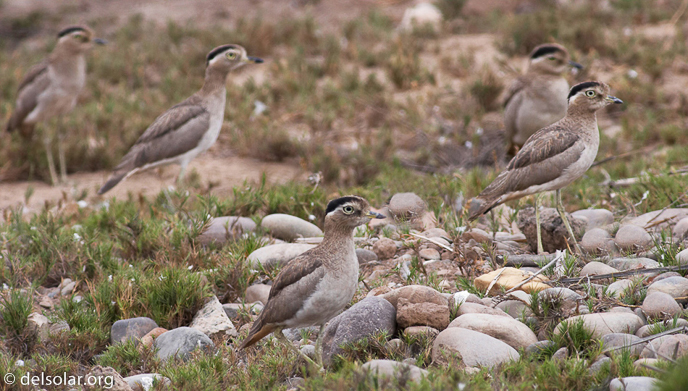 Canon EOS 20D  --  400 mm  --    