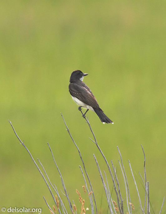 Canon EOS 20D  --  400 mm  --    