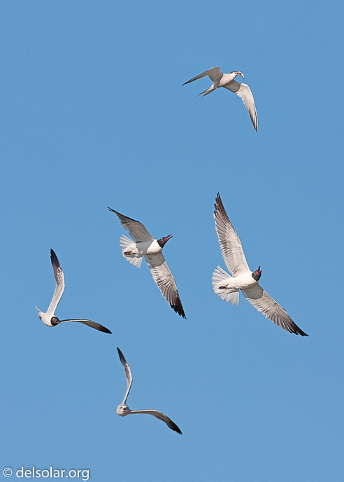 Canon EOS 40D  --  500 mm  --  EF500mm f/4L IS USM  