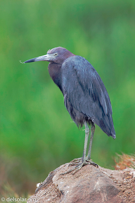 Canon EOS 20D  --  1000 mm  --    