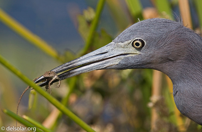 Canon EOS 40D  --  420 mm  --  EF300mm f/2.8L IS USM +1.4x  