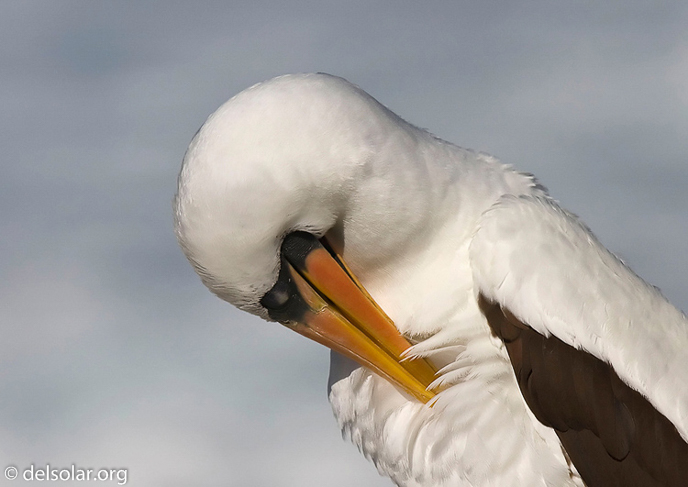 Canon EOS 40D  --  420 mm  --  EF300mm f/2.8L IS USM +1.4x  