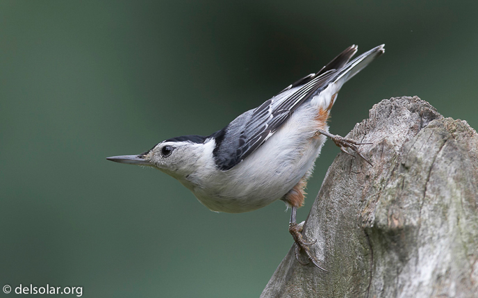 Canon EOS 20D  --  600 mm  --    