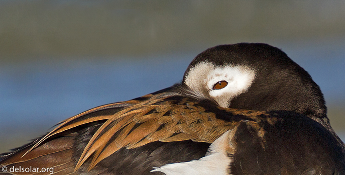 Canon EOS 7D  --  500 mm  --  EF500mm f/4L IS USM  