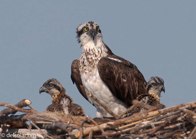 Canon EOS 20D  --  1000 mm  --    