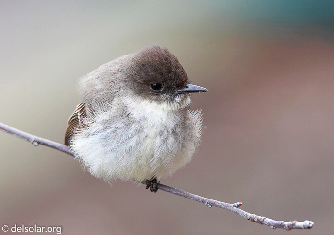 Canon EOS 20D  --  700 mm  --    