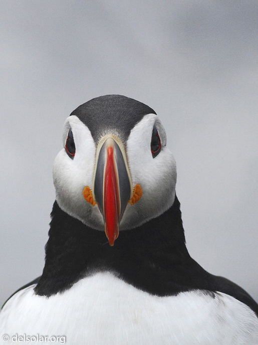 Canon EOS 20D  --  400 mm  --    