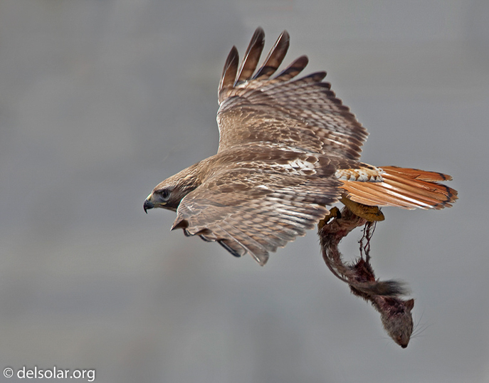 Canon EOS 5D Mark II  --  700 mm  --  EF500mm f/4L IS USM +1.4x  