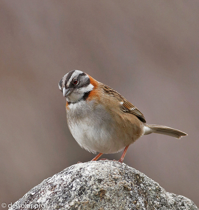 Canon EOS 20D  --  400 mm  --    