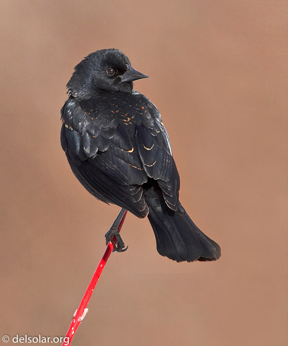 Canon EOS 20D  --  700 mm  --    