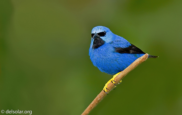 Canon EOS 40D  --  420 mm  --  EF300mm f/2.8L IS USM +1.4x  