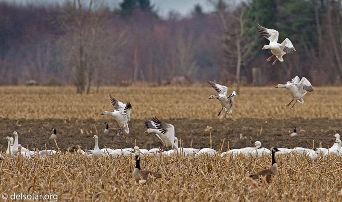 Canon EOS 7D  --  400 mm  --  EF400mm f/5.6L USM  