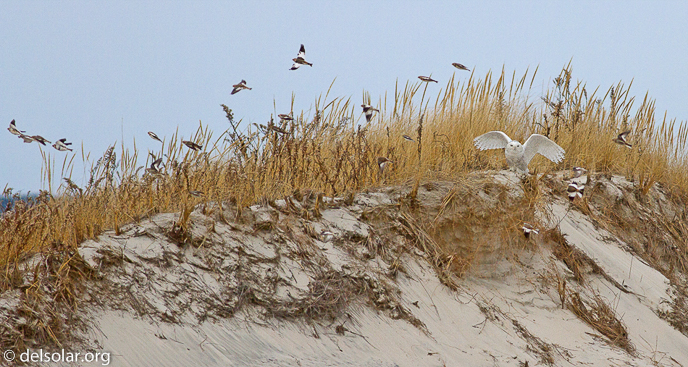 Canon EOS 7D  --  400 mm  --  EF400mm f/5.6L USM  