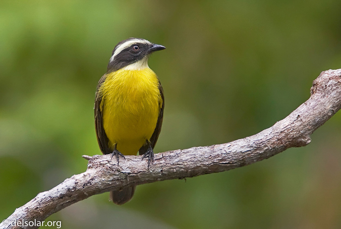 Canon EOS 40D  --  700 mm  --  EF500mm f/4L IS USM +1.4x  