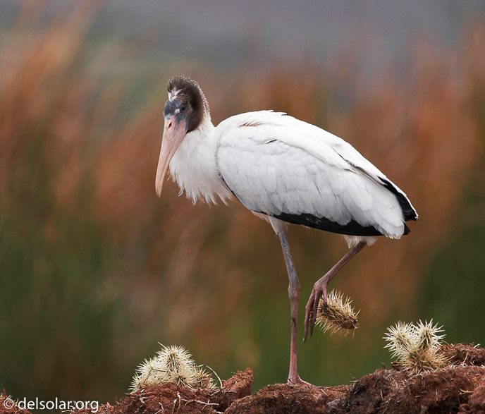 Canon EOS 20D  --  400 mm  --    