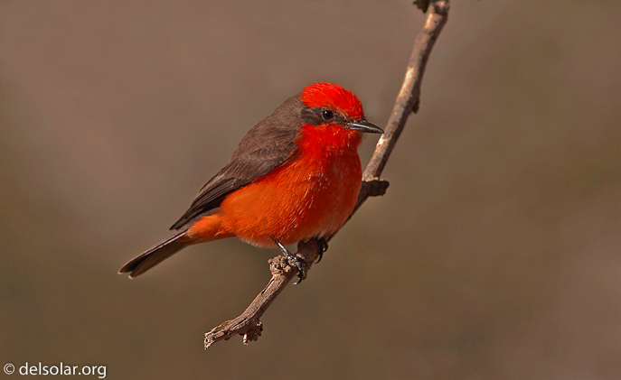 Canon EOS DIGITAL REBEL XT  --  400 mm  --    