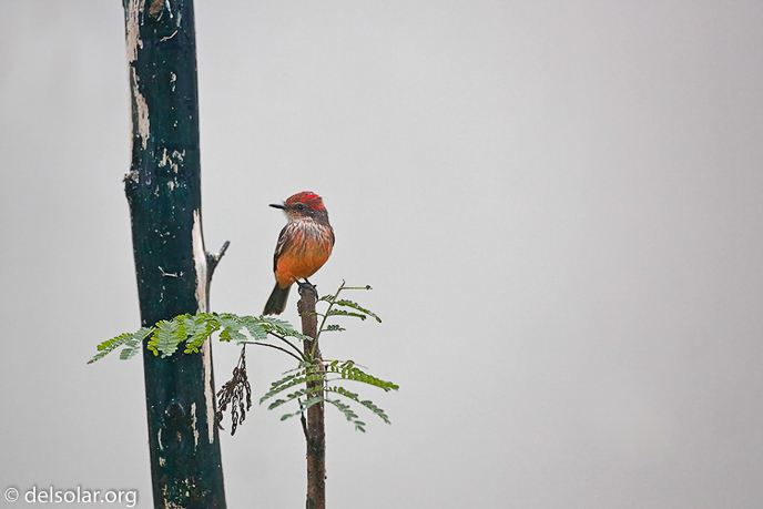 Canon EOS 5D Mark II  --  500 mm  --  EF500mm f/4L IS USM  