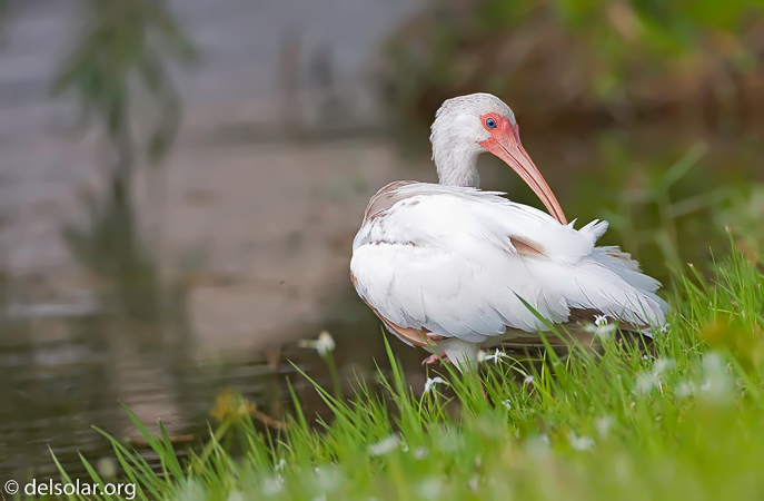 Canon EOS 40D  --  500 mm  --  EF500mm f/4L IS USM  