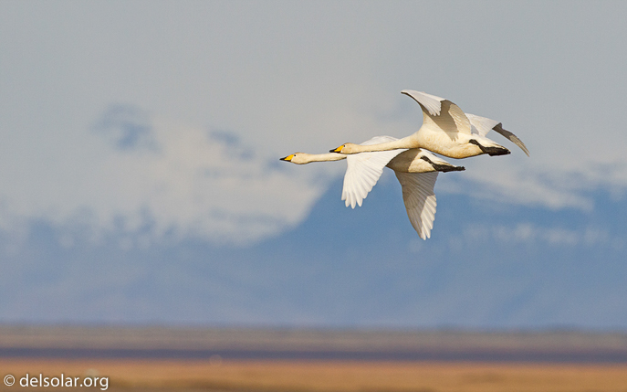 Canon EOS 7D  --  500 mm  --  EF500mm f/4L IS USM  