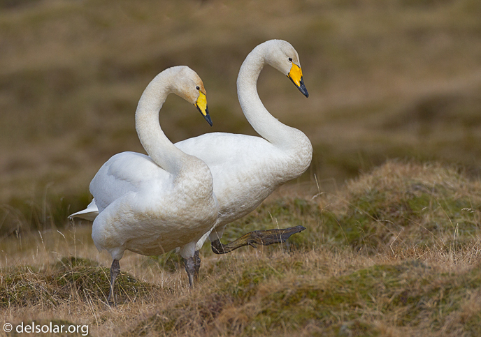 Canon EOS 7D  --  500 mm  --  EF500mm f/4L IS USM  