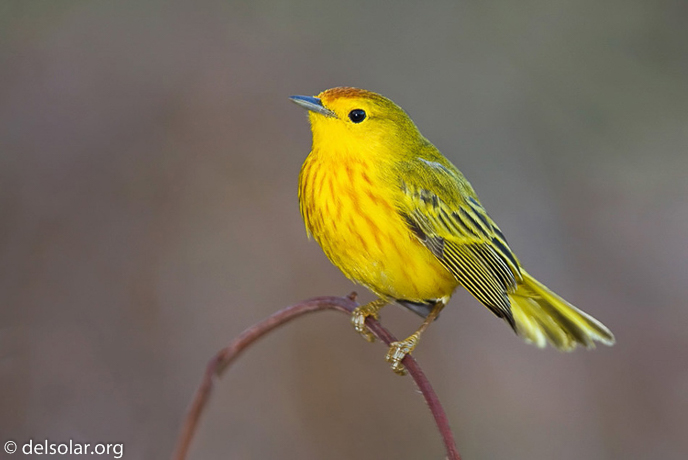 Canon EOS 40D  --  420 mm  --  EF300mm f/2.8L IS USM +1.4x  