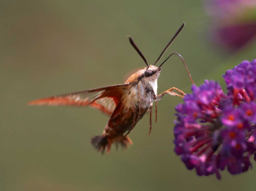 Canon EOS 20D  --   -- 1/1500 sec at f / 4.0 -- ISO 800 -- 0 EV -- 