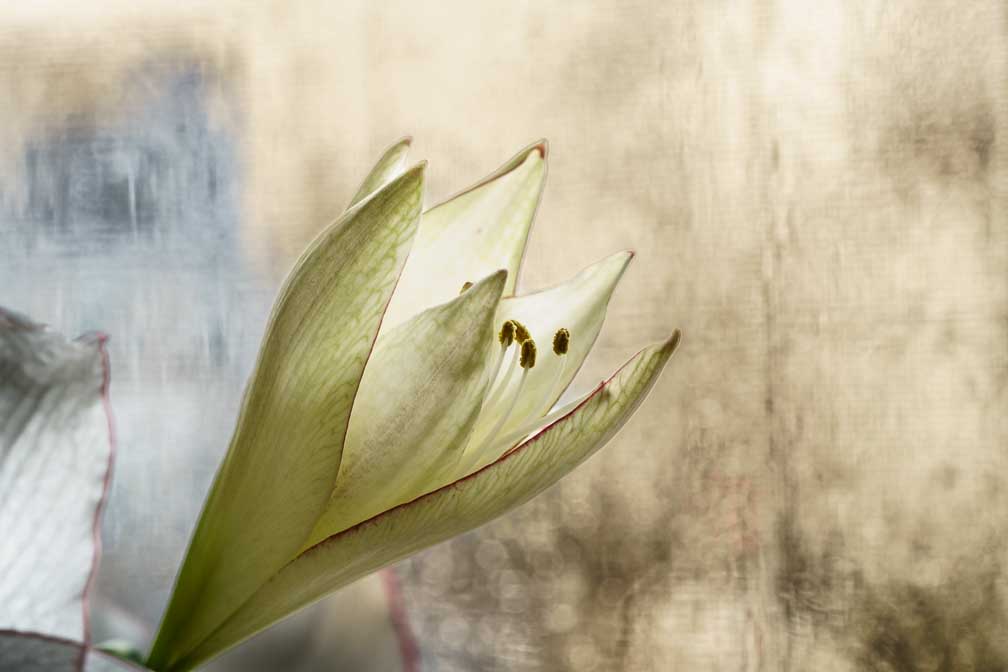 ILCE-7RM4  --  FE 90mm F2.8 Macro G OSS -- 1/50 sec at f / 8.0 -- ISO 800 -- 0 EV -- 