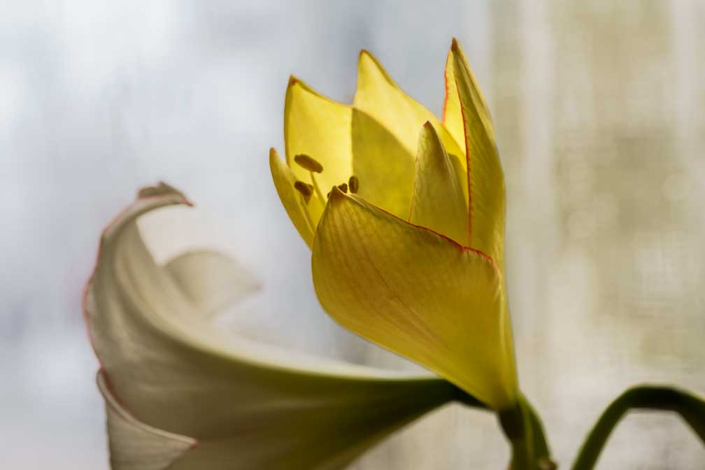 ILCE-7RM4  --  FE 90mm F2.8 Macro G OSS -- 1/30 sec at f / 8.0 -- ISO 800 -- 0 EV -- 