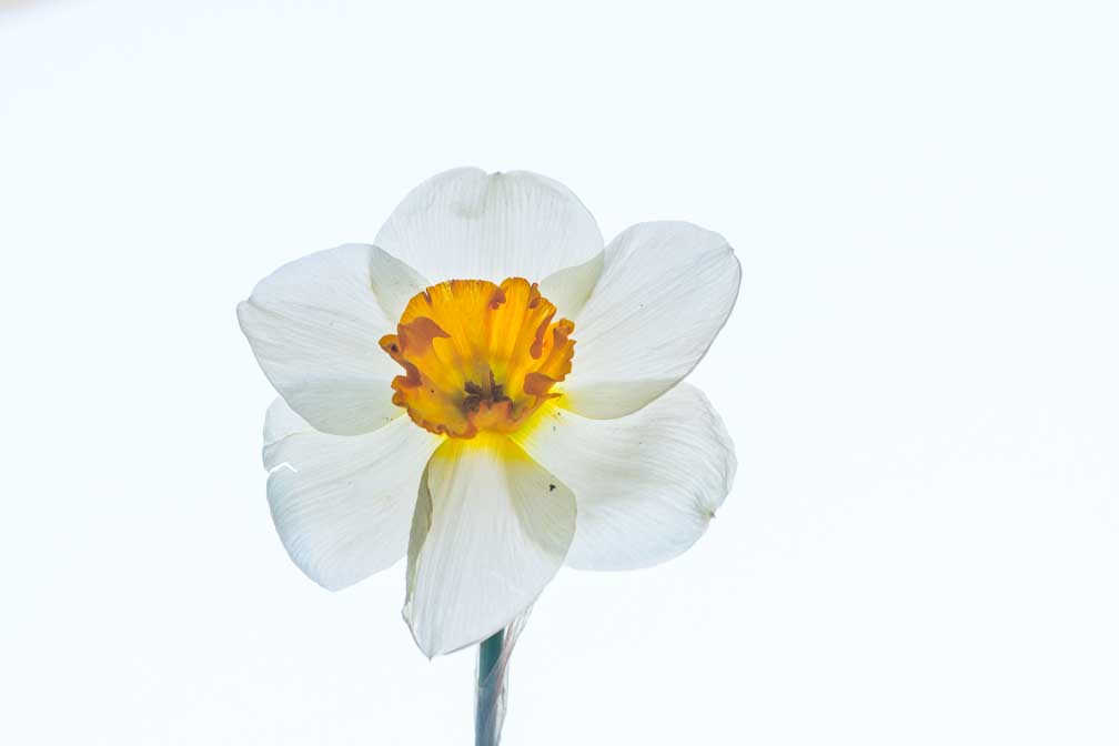 ILCE-6500  --  FE 90mm F2.8 Macro G OSS -- 1/40 sec at f / 8.0 -- ISO 250 -- 0 EV -- 