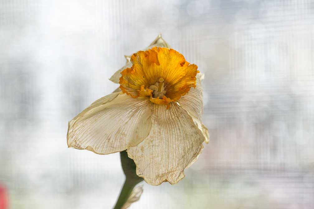 ILCE-6500  --  FE 90mm F2.8 Macro G OSS -- 1/60 sec at f / 7.1 -- ISO 1000 -- 0 EV -- 