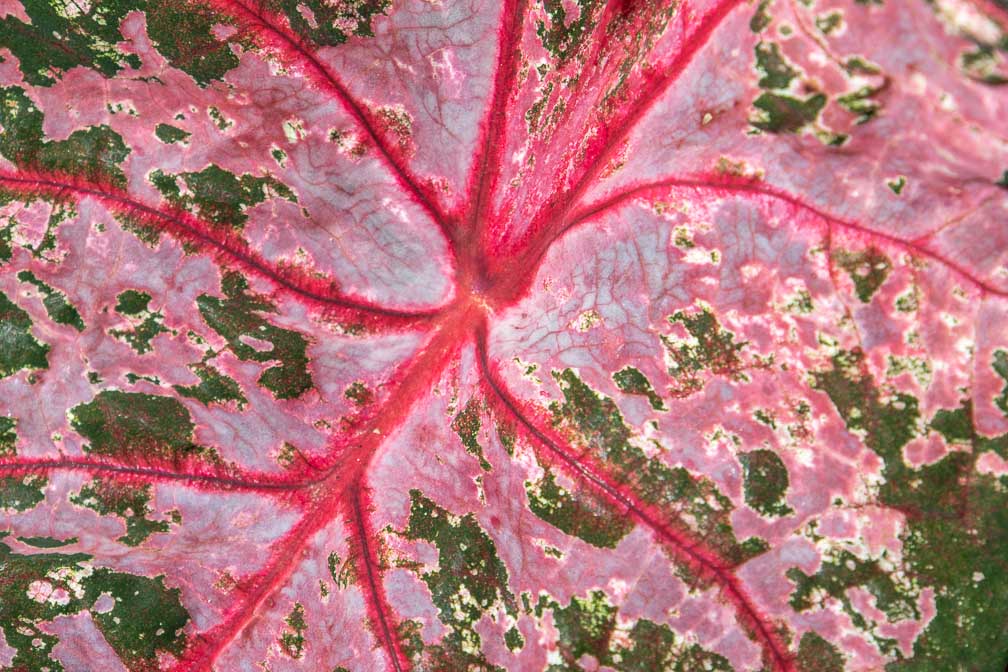 Canon EOS R7  --  RF-S18-150mm F3.5-6.3 IS STM -- 1/1600 sec at f / 7.1 -- ISO 320 -- 0 EV -- 