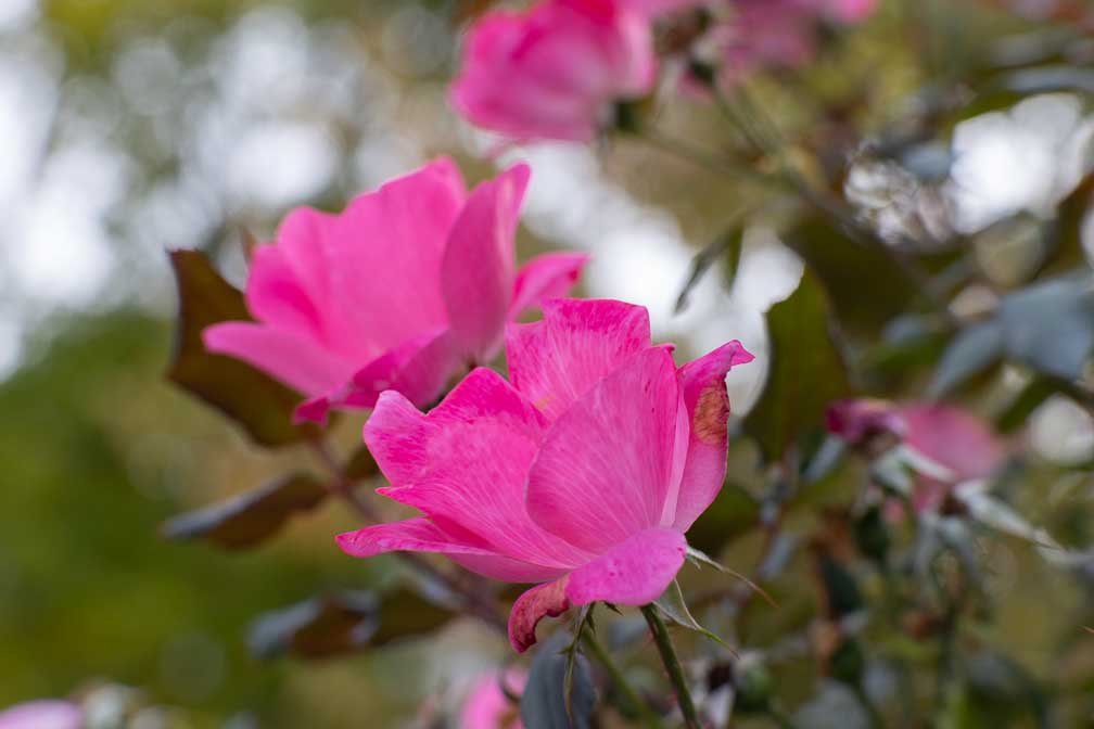 Canon EOS R7  --   -- 1/320 sec -- ISO 400 -- 0 EV -- 