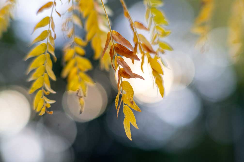 Canon EOS R7  --   -- 1/200 sec -- ISO 400 -- 0 EV -- 